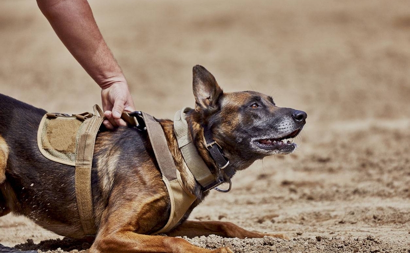Cdo Securite Boite De Securite Pugnac Agent De Securite Conducteur Canin Dintervention 1 1 Cdo Securite Boite De Securite Pugnac Agent De Securite Conducteur Canin Dintervention 1 1